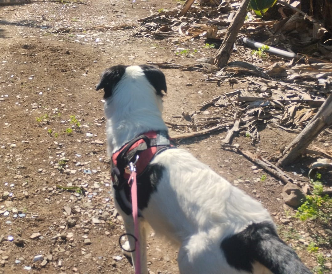 Mascota en guardería en casa